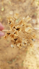 Triteleiopsis palmeri