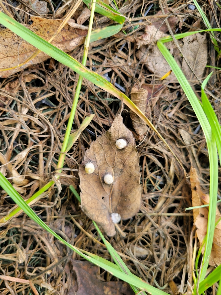 Hackberry Wisconsin Hackberry Nipplegall Psyllid from School, Middleton, WI 53562, USA on ...
