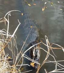 Alligator mississippiensis
