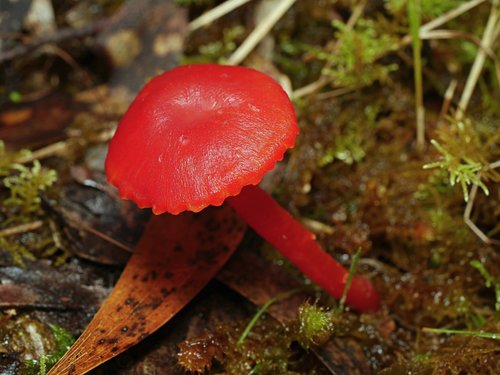 Vermilion Waxcap