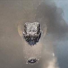 Alligator mississippiensis