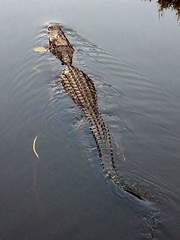 Alligator mississippiensis