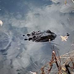 Alligator mississippiensis