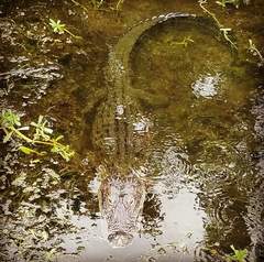 Alligator mississippiensis