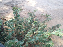 Euphorbia oranensis
