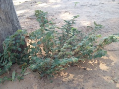 Euphorbia oranensis