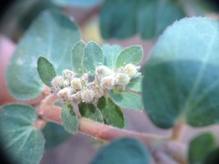 Euphorbia oranensis