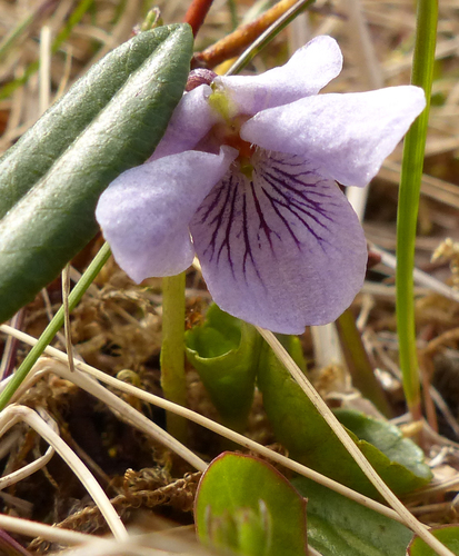 fialka močiarna (Viola palustris)
