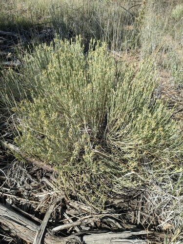Ericameria nauseosa var. bigelovii