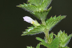 Euphrasia maximowiczii