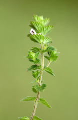 Euphrasia maximowiczii