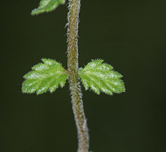 Euphrasia maximowiczii