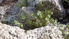 Stylocline micropoides