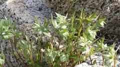 Stylocline micropoides