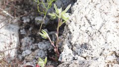 Stylocline micropoides