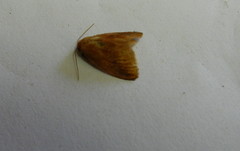 Tortricidia testacea