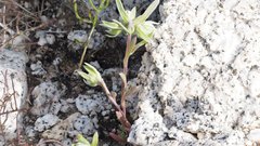 Stylocline micropoides