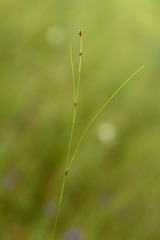 Rhynchospora fujiiana