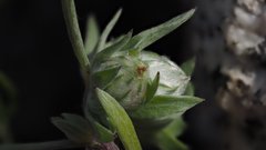 Stylocline micropoides