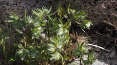 Stylocline micropoides