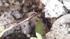 Stylocline micropoides