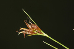 Rhynchospora fujiiana