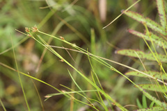 Rhynchospora fujiiana