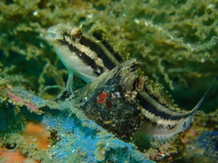 Petroscirtes breviceps