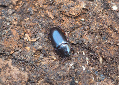Uloma tenebrionoides