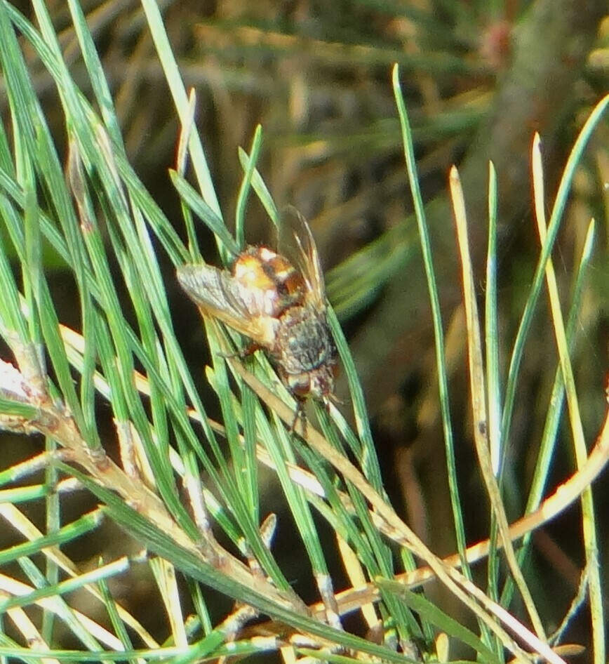 Tachinini from Дарницкий район, Киев, Украина, 02000 on September 28 ...