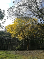 Handroanthus ochraceus