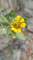 Encelia densifolia