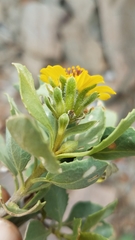 Encelia densifolia