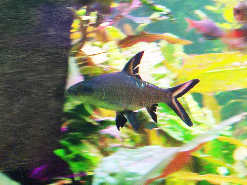 Bala shark