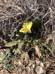 Oenothera triloba