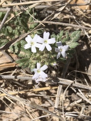 Glandularia quadrangulata
