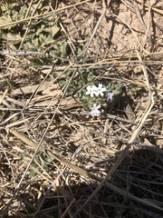 Glandularia quadrangulata