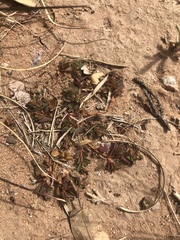 Euphorbia glyptosperma