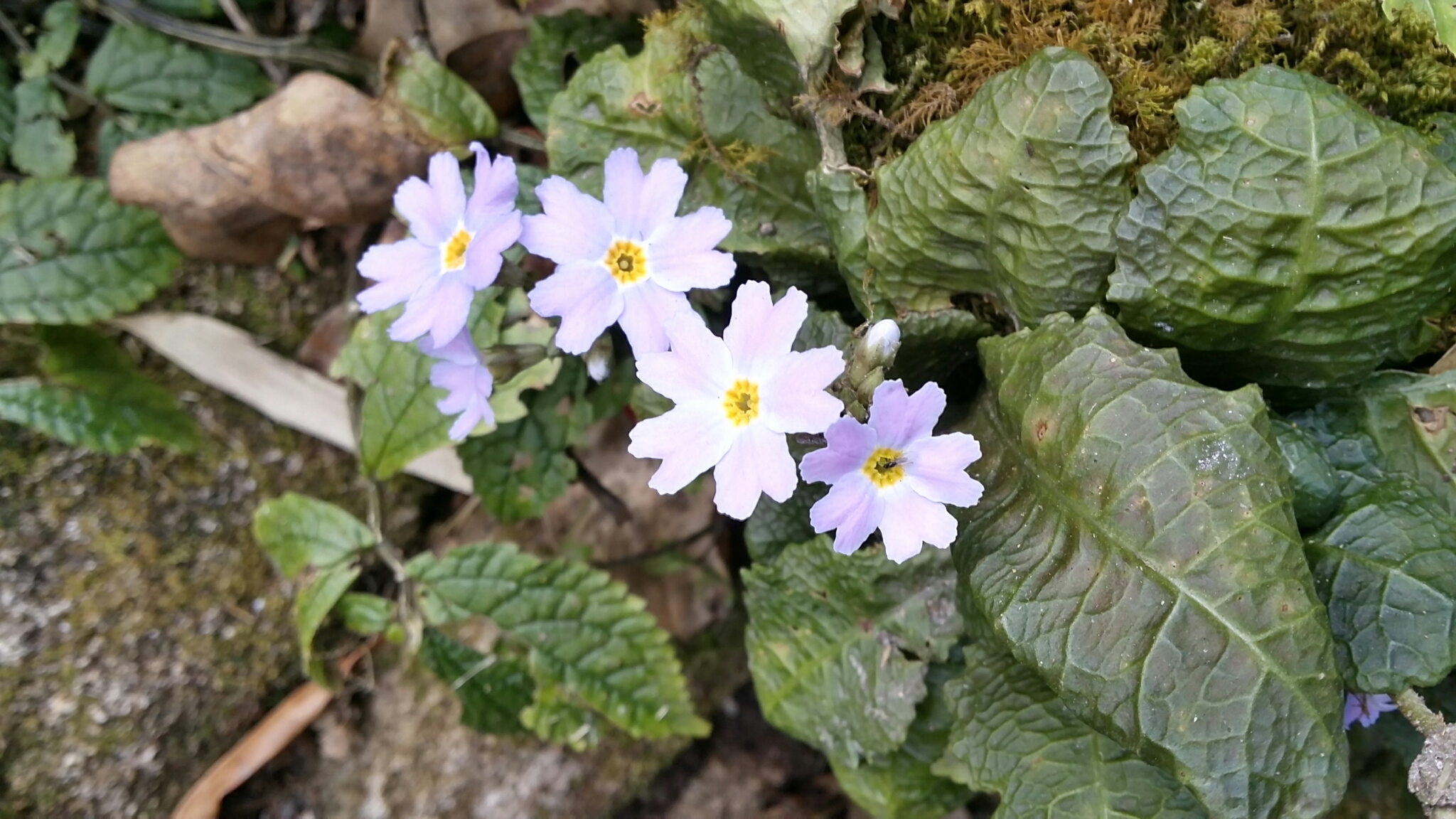Primula petelotii — ảnh 2