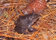 Lithobates capito