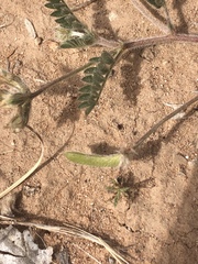 Astragalus nuttallianus austrinus