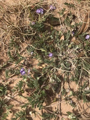 Astragalus nuttallianus austrinus