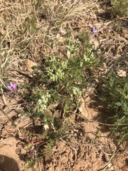 Ammoselinum popei