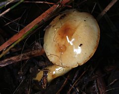 Cortinarius sinapicolor