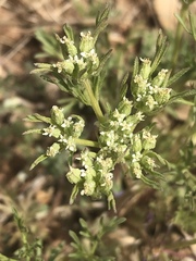 Ammoselinum popei