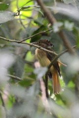 Onychorhynchus coronatus