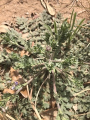 Lepidium lasiocarpum
