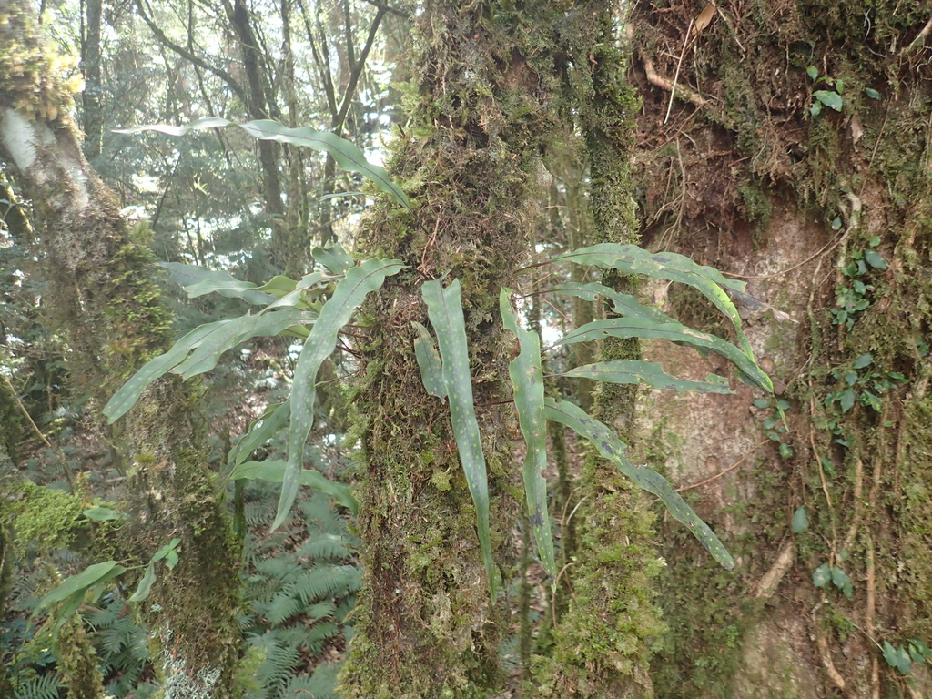 Lepisorus obscurevenulosus (Lepisorus obscurevenulosus)