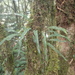 Lepisorus obscurevenolusus - Photo (c) 呂一起(Lu i-chi),  זכויות יוצרים חלקיות (CC BY), הועלה על ידי 呂一起(Lu i-chi)
