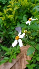 Megisba malaya sikkima